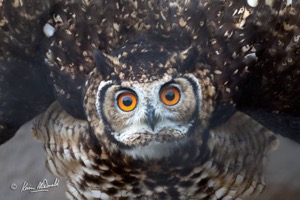 Cape Eagle-Owl gives me a threat display