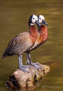 White-faced Duck