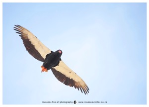 Bateleur