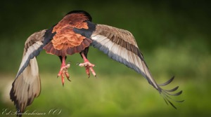 Fly Away Bateleur