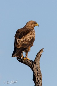 Lesser Spotted Eagle