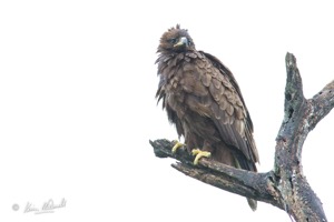 Wahlberg's Eagle