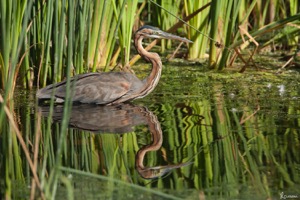 Purple Heron