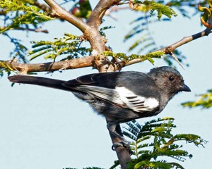 Southern Black Tit4