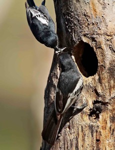 Southern Black Tit