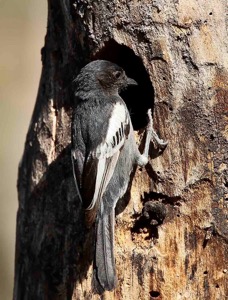 Southern Black Tit