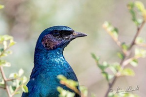 Burchell's Starling