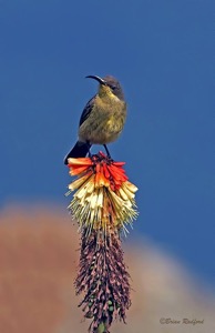 Malachite Sunbird female