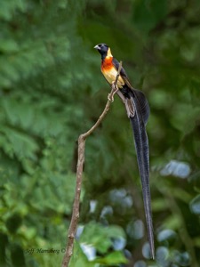 Long-tailed Paradise-Whydah