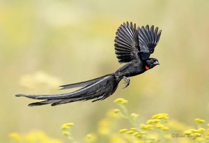 Red-collared Widowbird