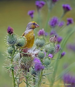 Cape Canary