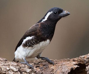 White-eared Barbet