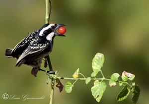 Acacia Pied Barbet