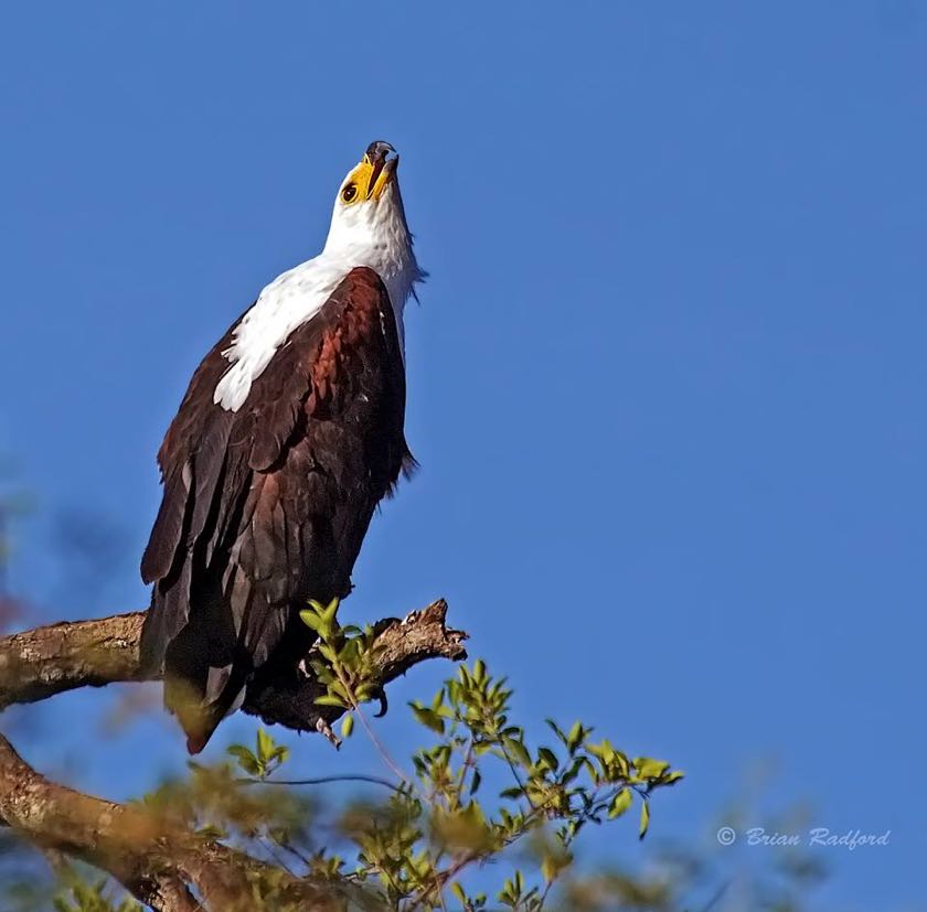 The call of the African Fish-Eagle