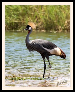 Grey Crowned Crane