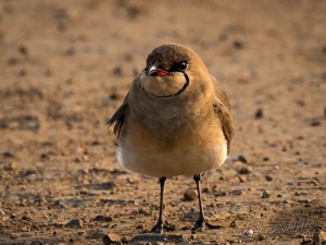 Collared Pratincole