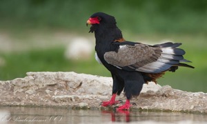 Bateleur