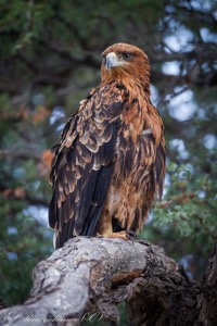 Tawny Eagle