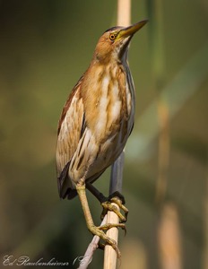 Little Bittern