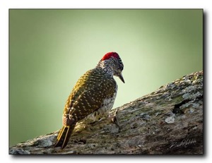 Golden-tailed Woodpecker