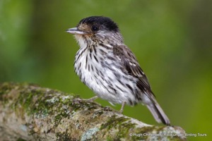 African Broadbill