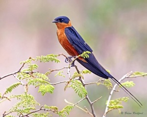 Red-breasted Swallow