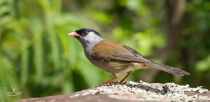 Bush Blackcap