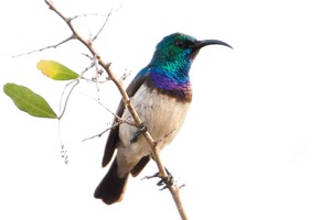 White-bellied Sunbird