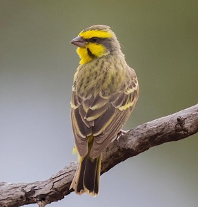 Yellow-fronted Canary