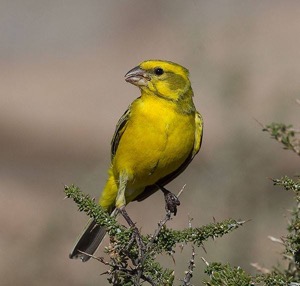 Yellow Canary