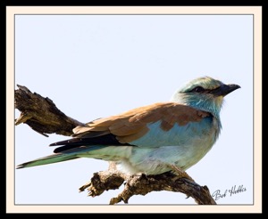 European Roller