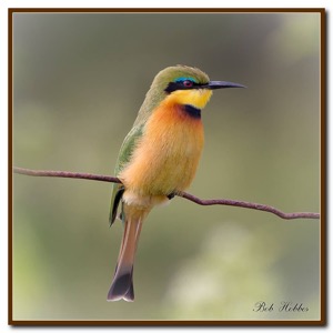 Another Little Bee-Eater