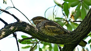 European Nightjar