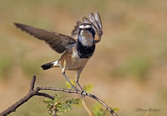 Capped Wheatear