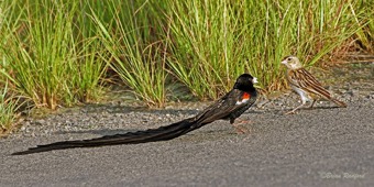 Long-tailed Widowbird