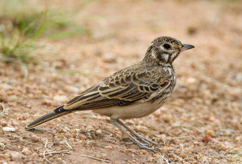 Dusky Lark