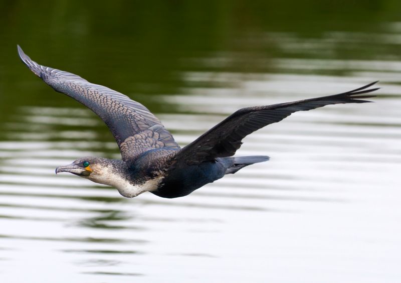 White-breasted Cormorant 