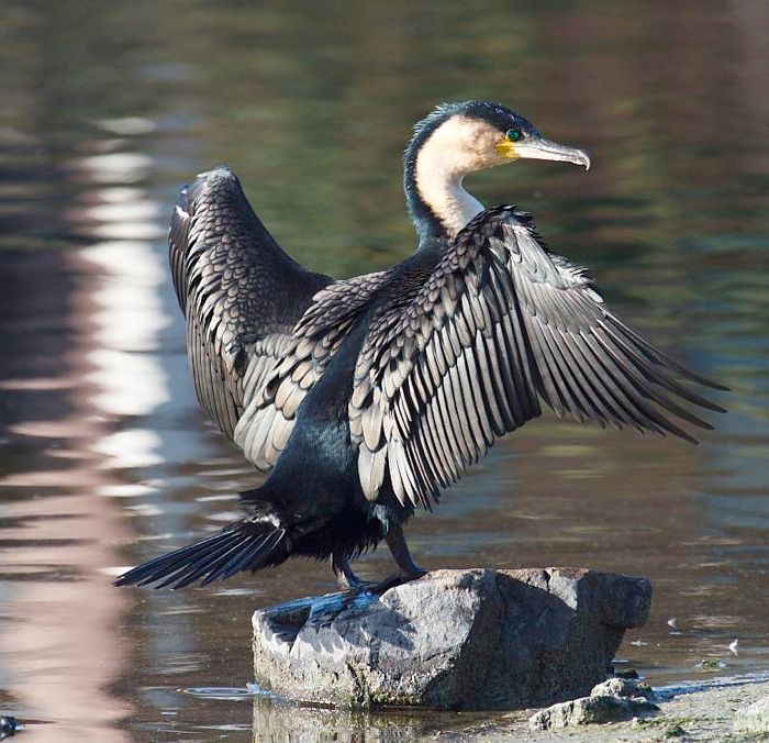 White-breasted Cormorant