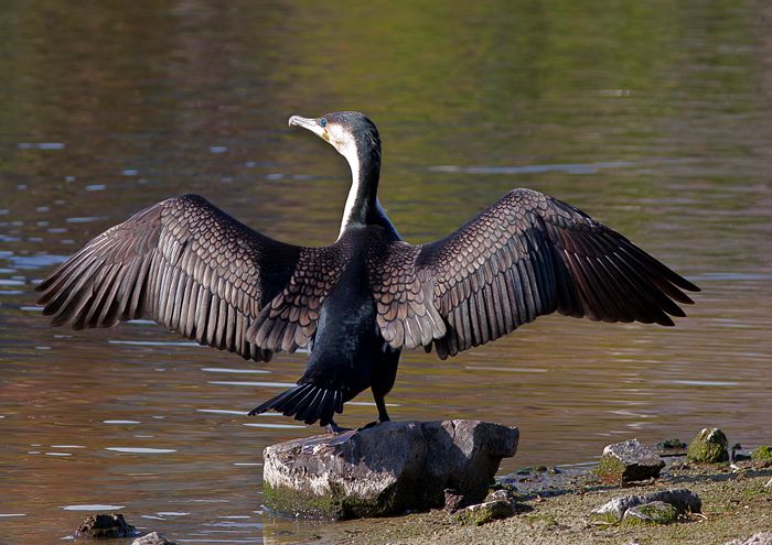 Phalacrocorax lucidus