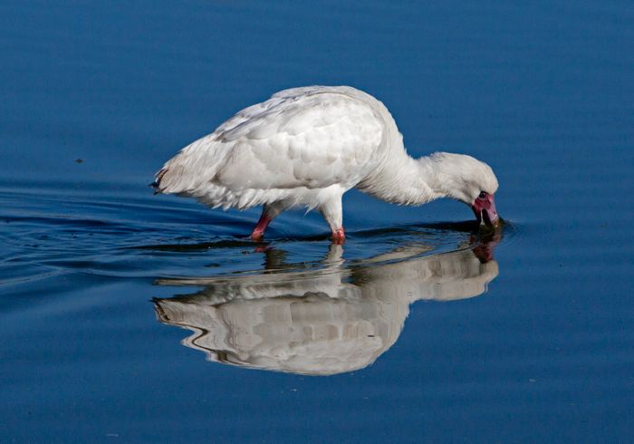 African Spoonbill