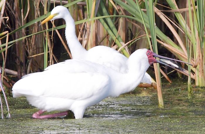 Yellow-billed Egret and African Soonbil