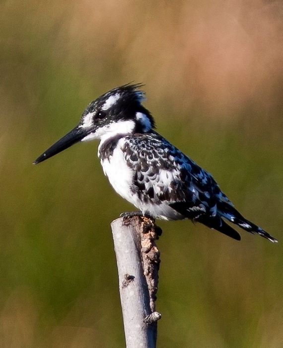 Pied Kingfisher