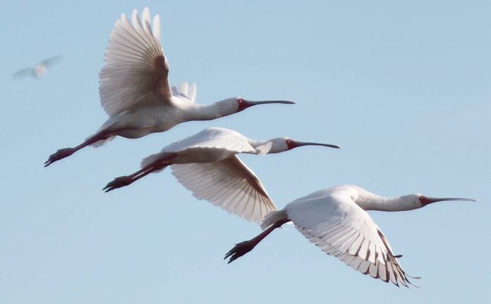 in flight