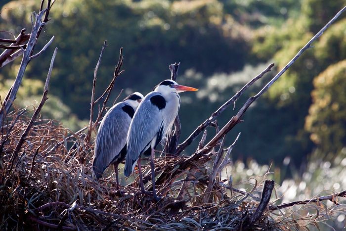 Grey Heron