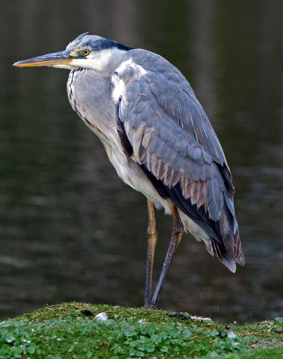 Ardea cinerea