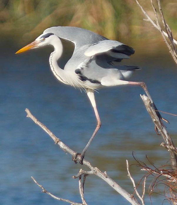 Heron in motion