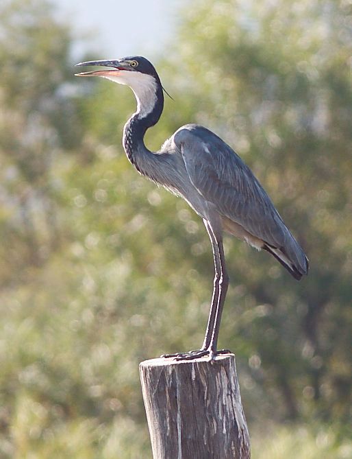 Black-headed Heron