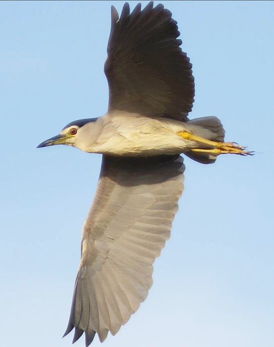 Black-crowned Night-Heron