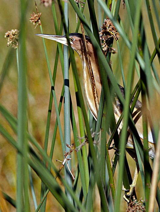 Little Bittern