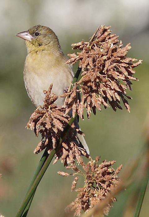 Southern Masked-Weaver female